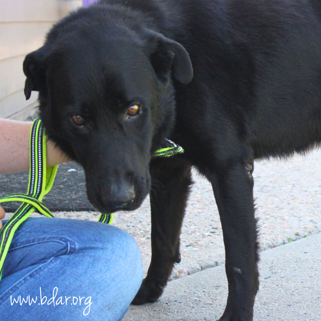 Jet, an adoptable Labrador Retriever in Cheyenne, WY, 82009 | Photo Image 3