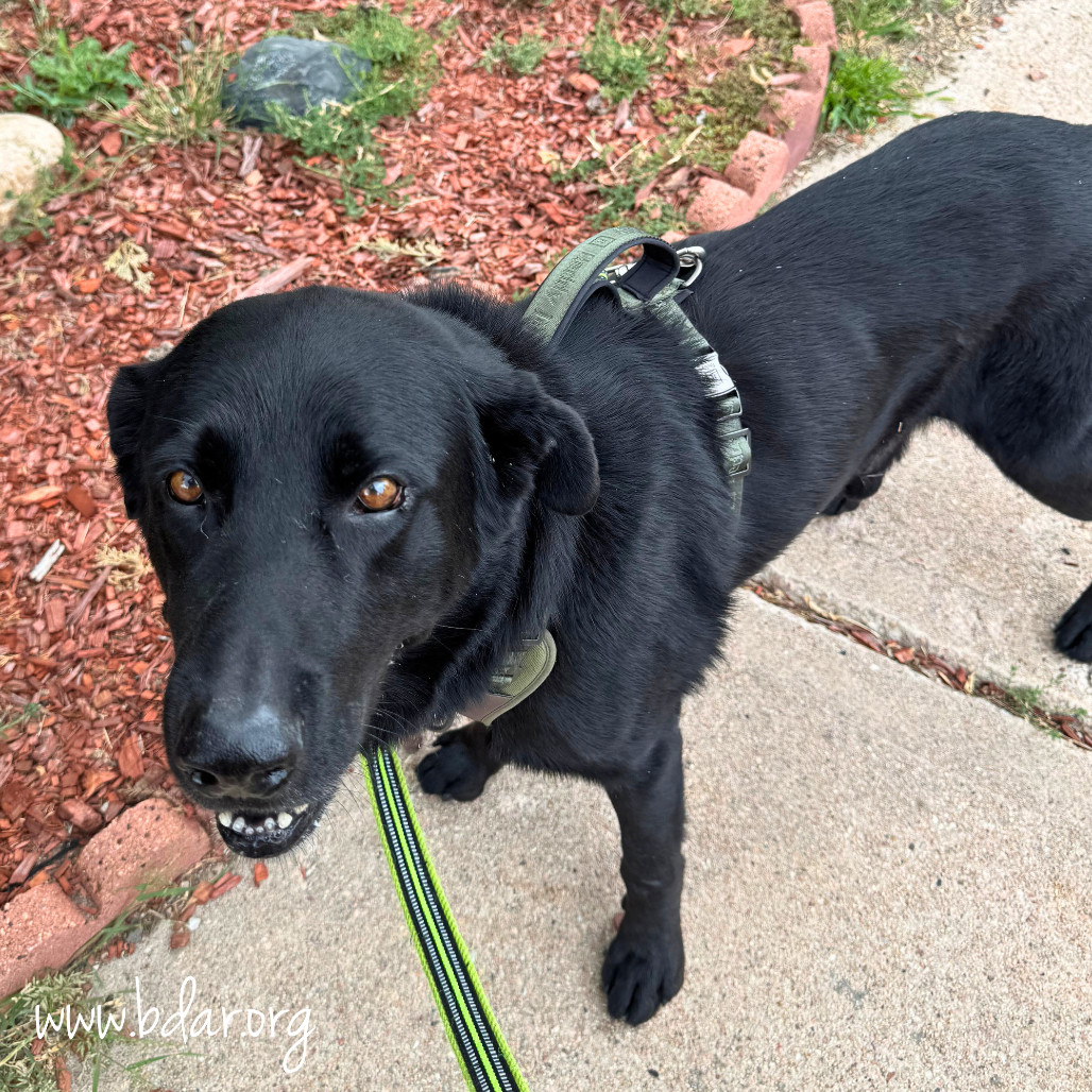 Jet, an adoptable Labrador Retriever in Cheyenne, WY, 82009 | Photo Image 5