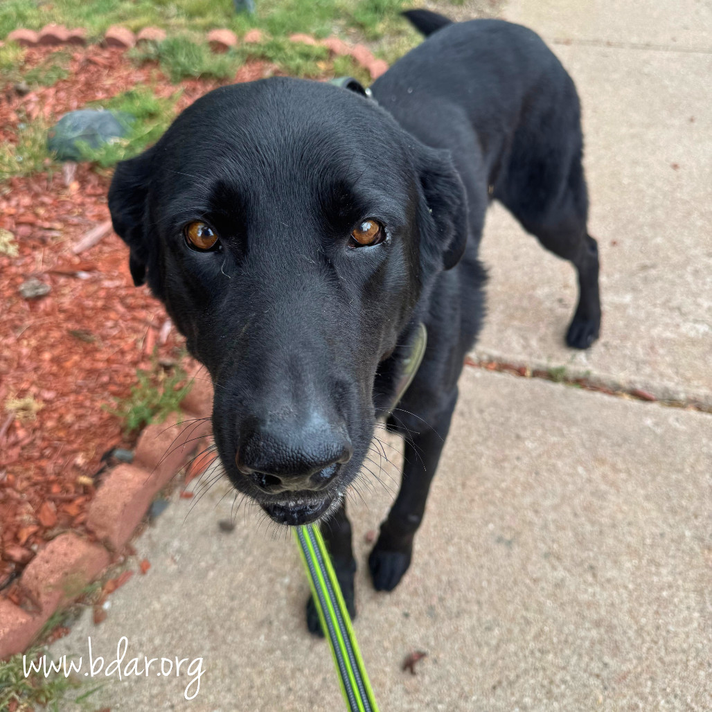 Jet, an adoptable Labrador Retriever in Cheyenne, WY, 82009 | Photo Image 6