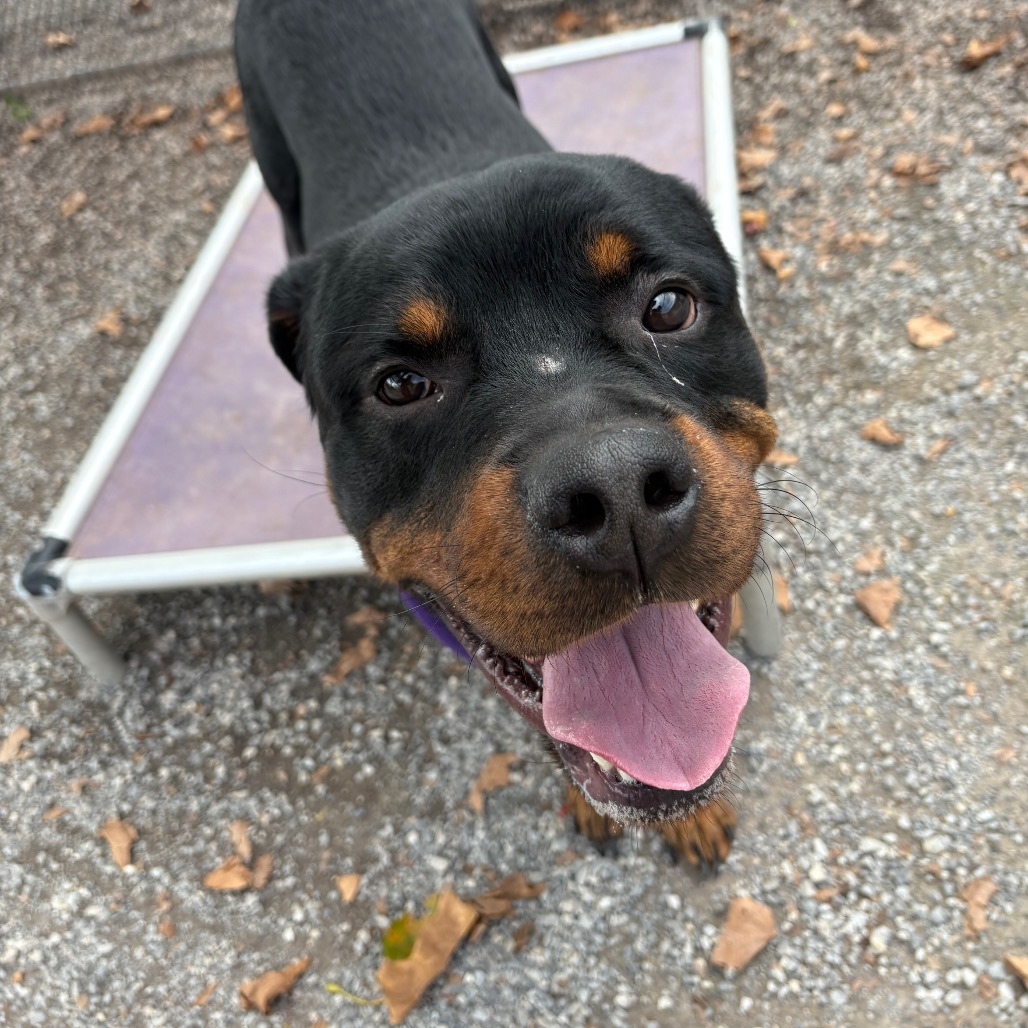 Klaus