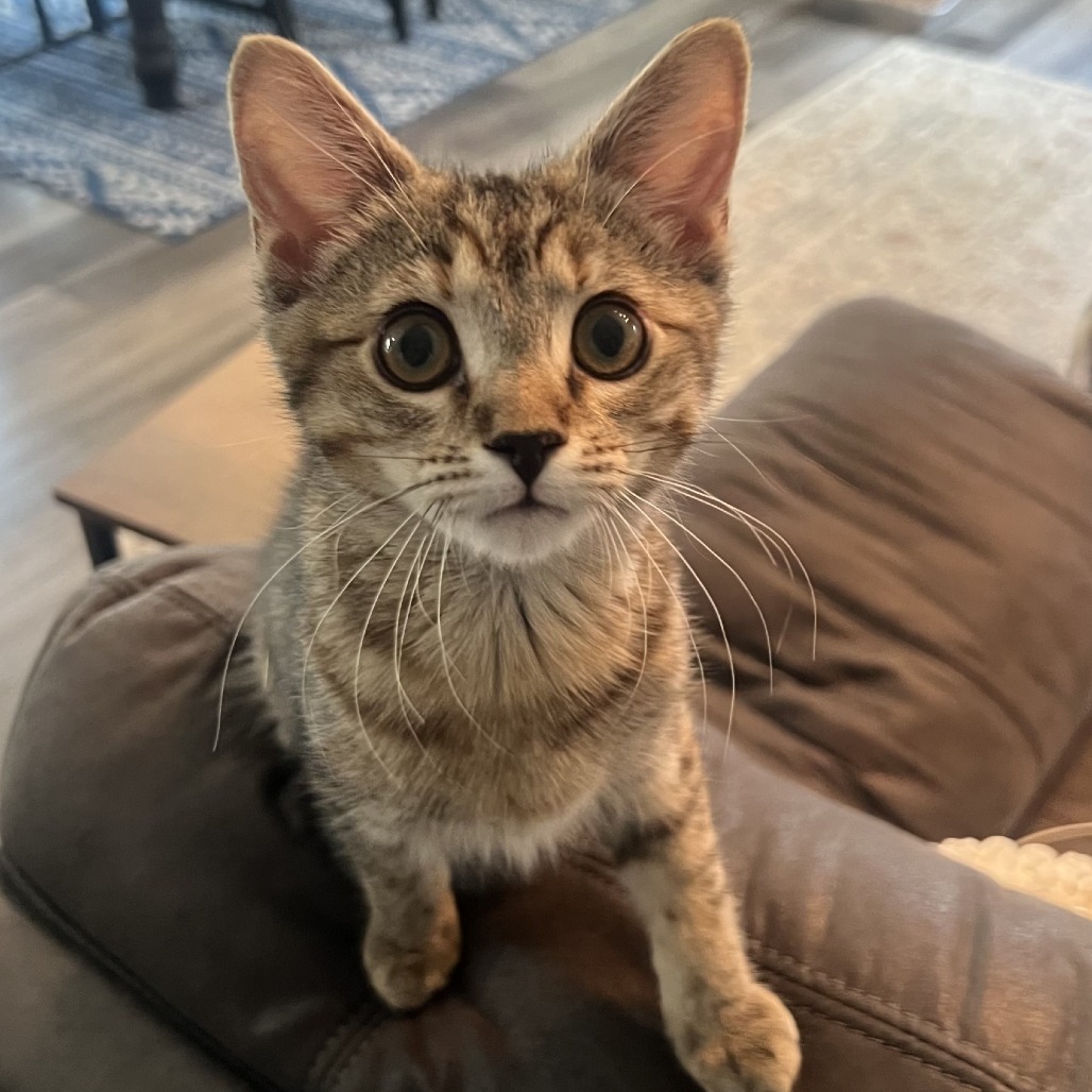 Marcella