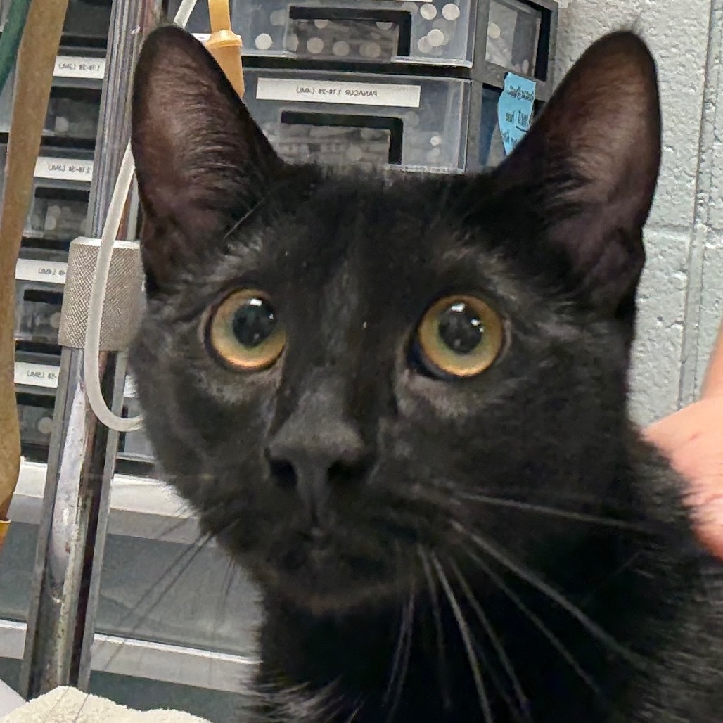 Onyx Stone (Petco)