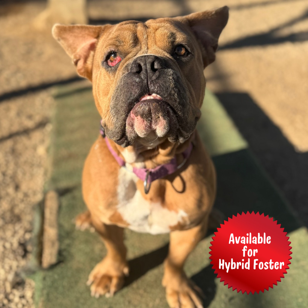 Dwayne The Dog Johnson