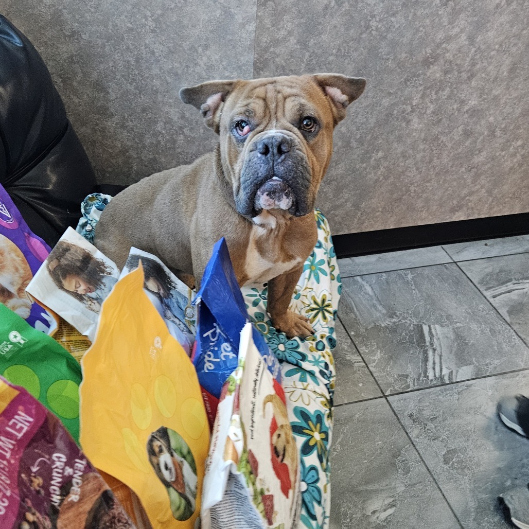 Dwayne The Dog Johnson