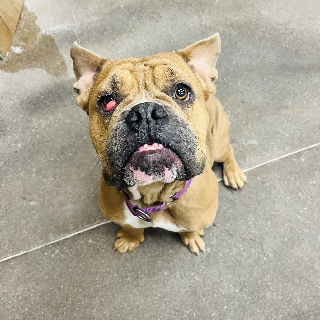 Dwayne The Dog Johnson