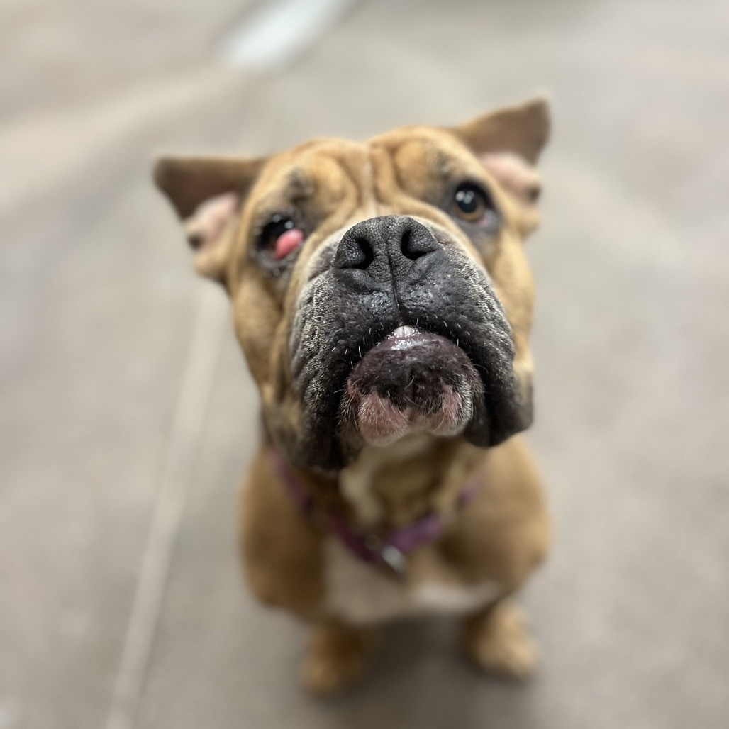 Dwayne The Dog Johnson