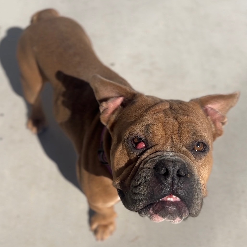 Dwayne The Dog Johnson