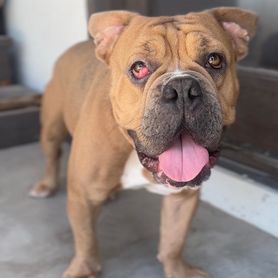 Dwayne The Dog Johnson