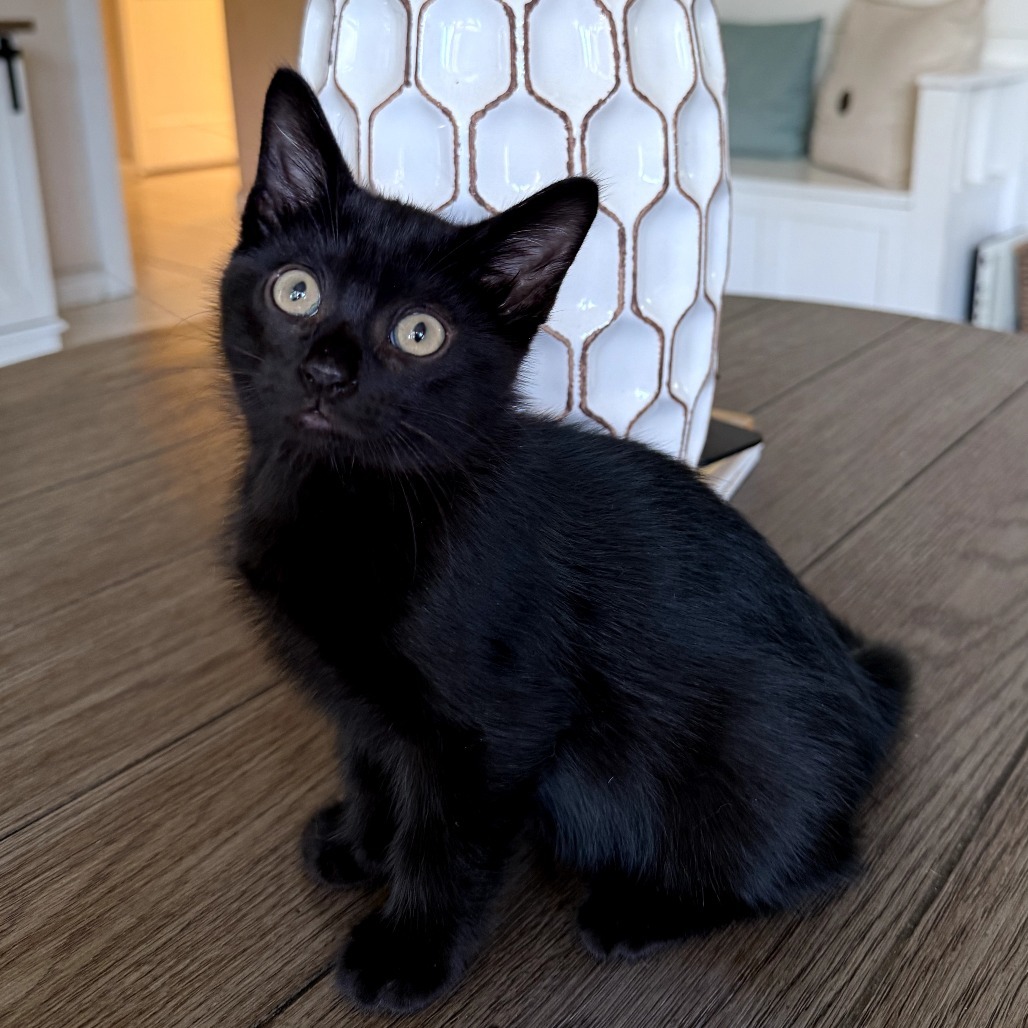 Truffle