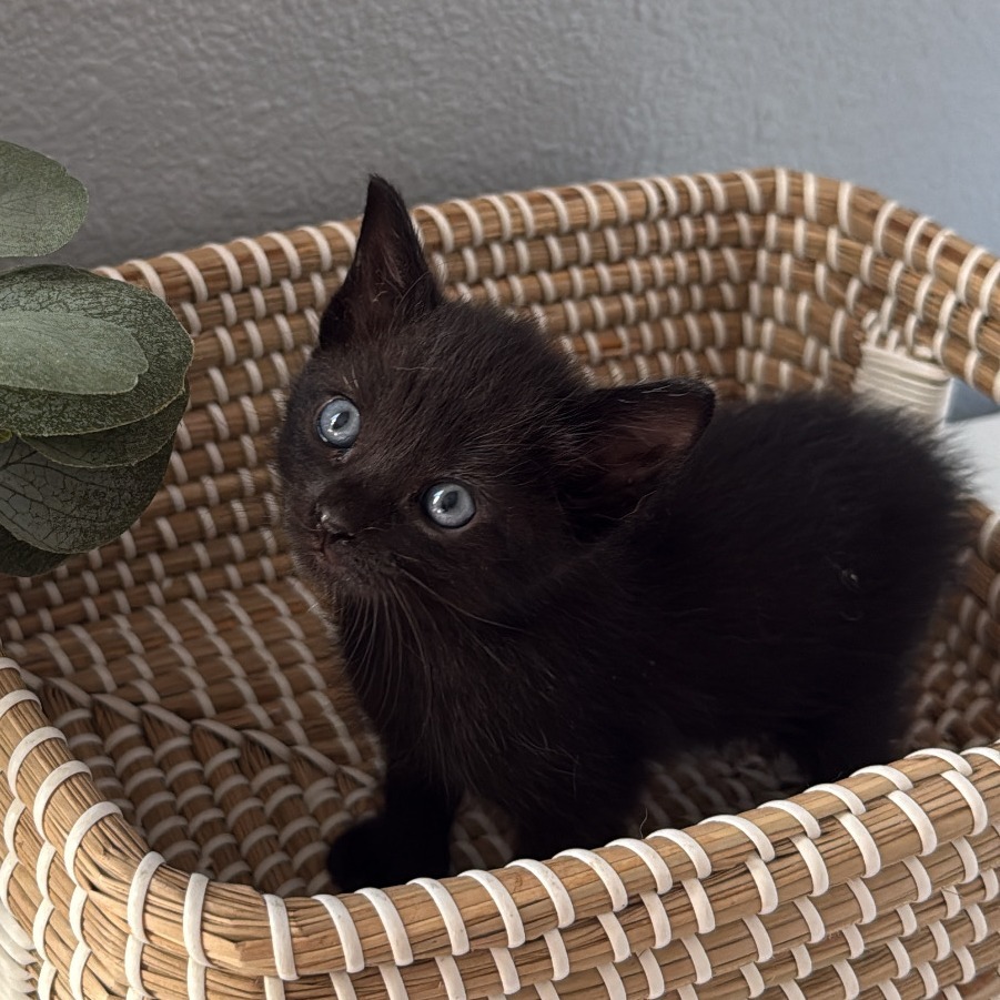 Truffle