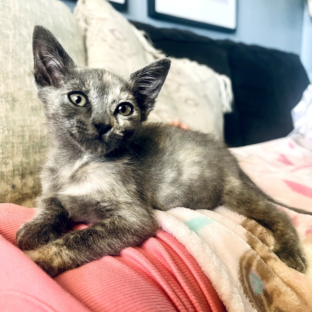 Gracie