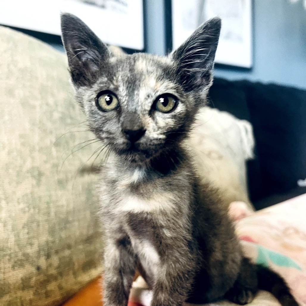 Gracie