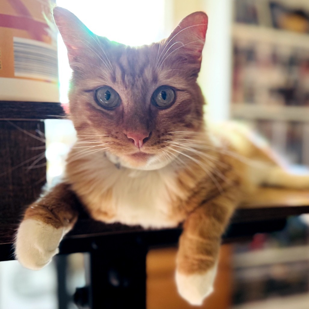 Levi