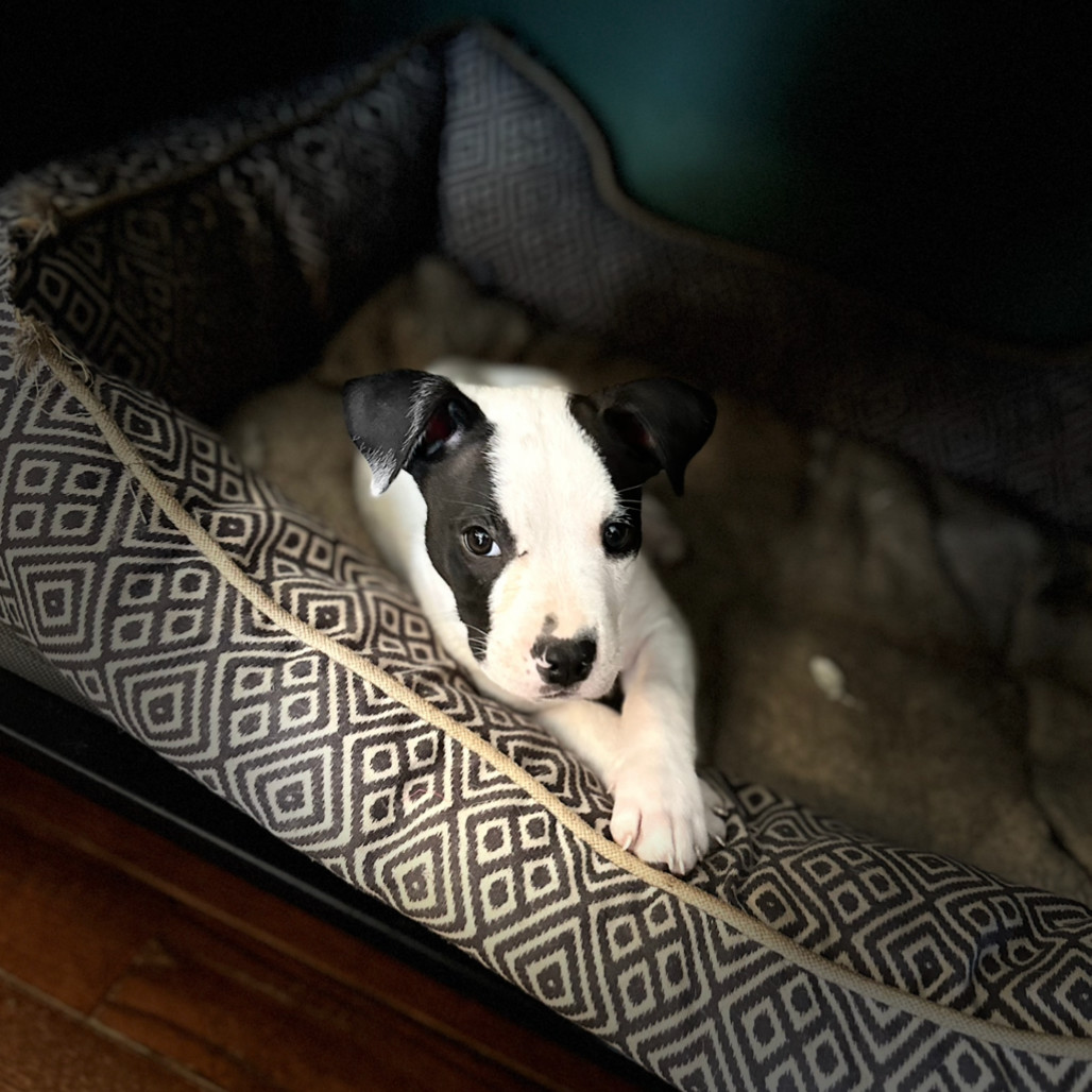 Snoopy