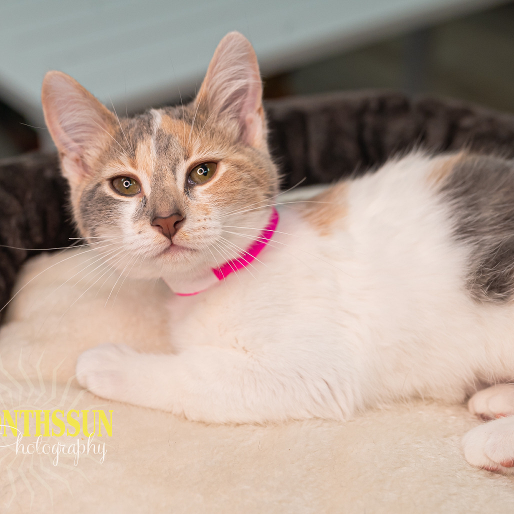Steffi, an adoptable Domestic Short Hair in Grand Rapids, MN, 55744 | Photo Image 1