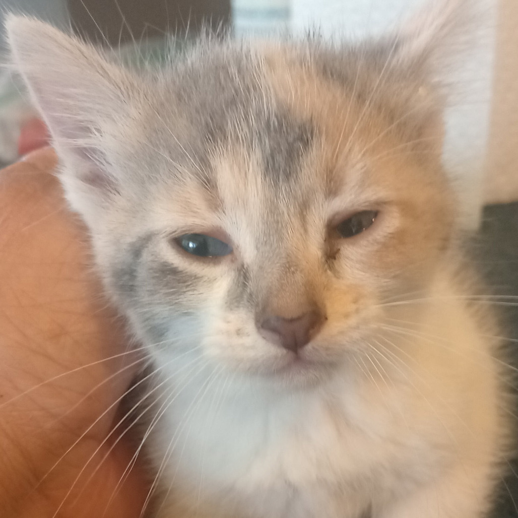 Steffi, an adoptable Domestic Short Hair in Grand Rapids, MN, 55744 | Photo Image 2