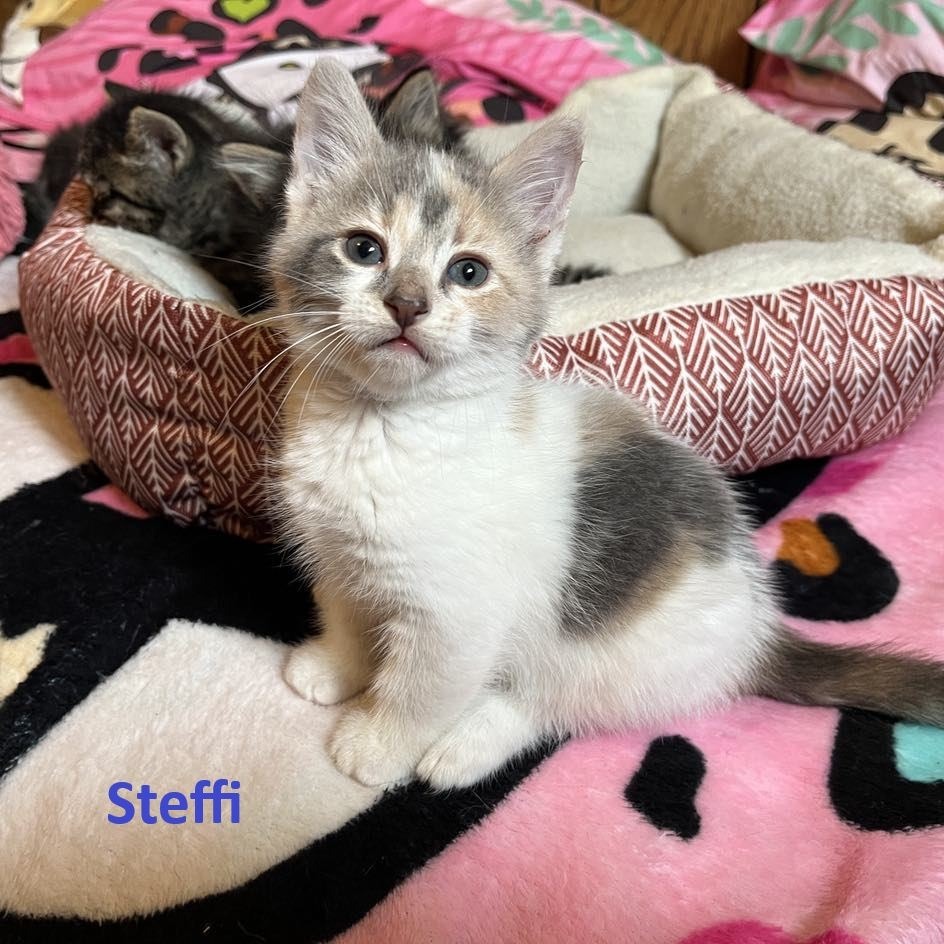 Steffi, an adoptable Domestic Short Hair in Grand Rapids, MN, 55744 | Photo Image 3