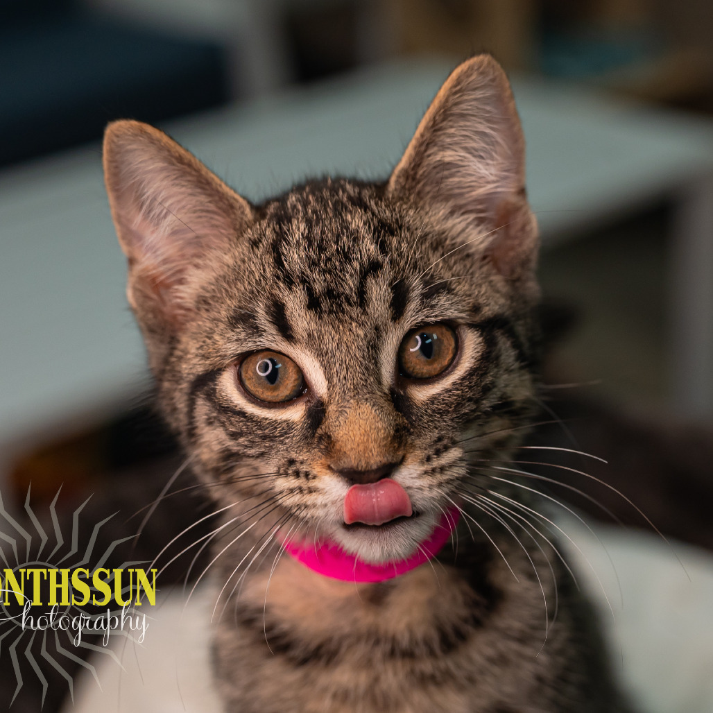 McEnroe, an adoptable Domestic Short Hair in Grand Rapids, MN, 55744 | Photo Image 1