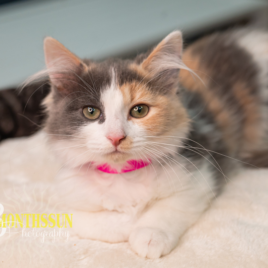 Chrissy, an adoptable Domestic Long Hair in Grand Rapids, MN, 55744 | Photo Image 1