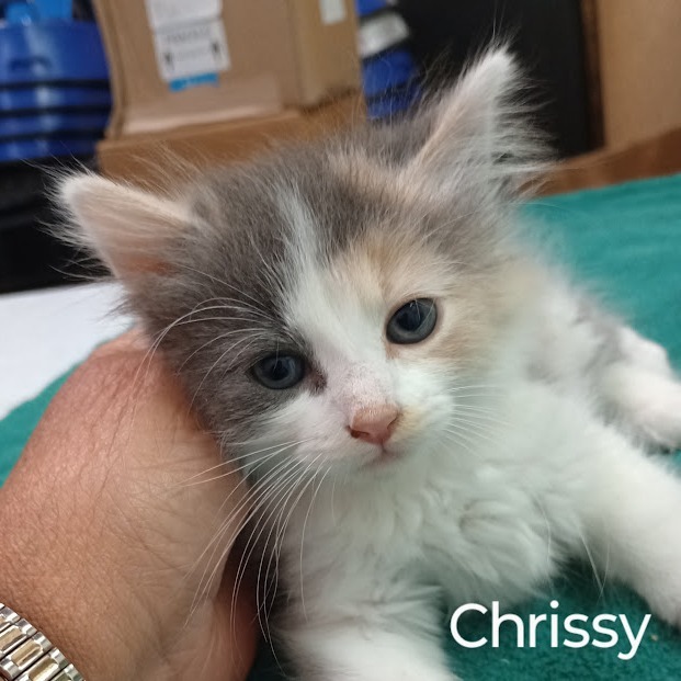 Chrissy, an adoptable Domestic Long Hair in Grand Rapids, MN, 55744 | Photo Image 2