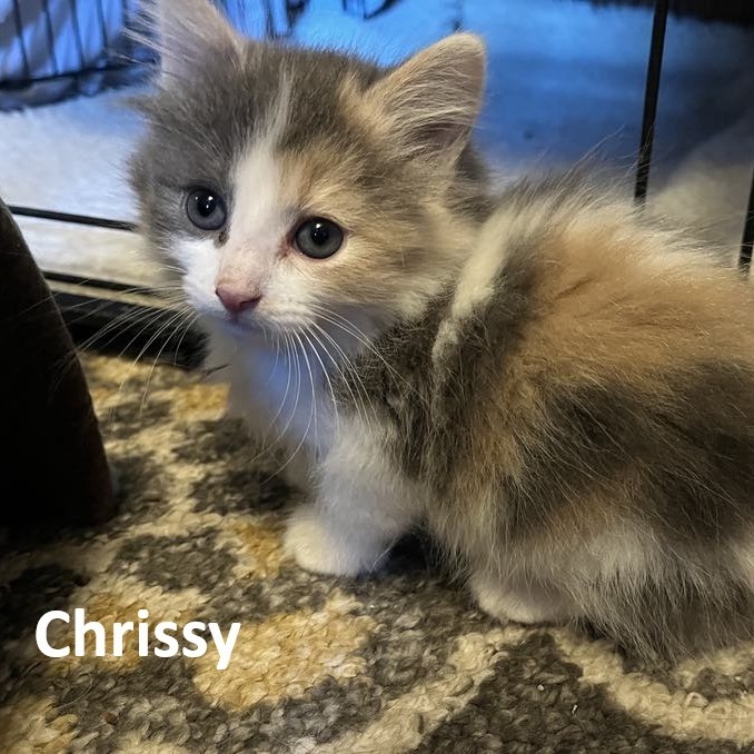 Chrissy, an adoptable Domestic Long Hair in Grand Rapids, MN, 55744 | Photo Image 3