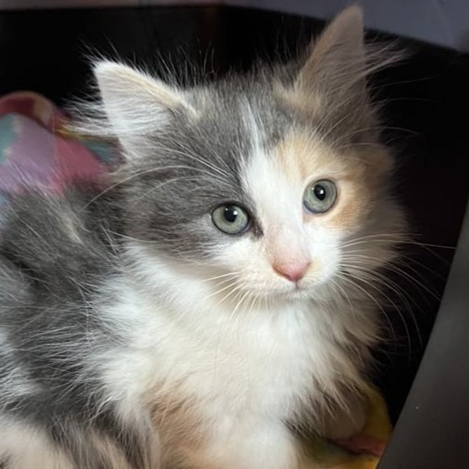 Chrissy, an adoptable Domestic Long Hair in Grand Rapids, MN, 55744 | Photo Image 4