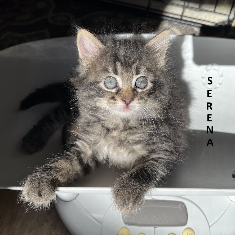 Serena, an adoptable Domestic Long Hair in Grand Rapids, MN, 55744 | Photo Image 3