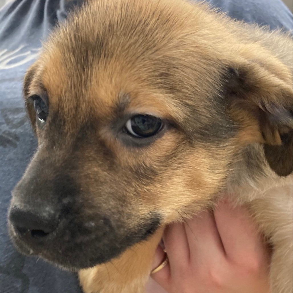 Cantina, an adoptable Shepherd in Spokane, WA, 99202 | Photo Image 1