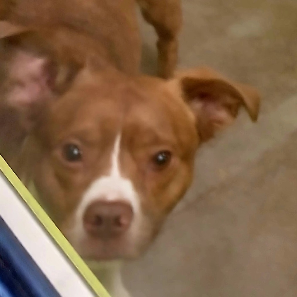 Blue, an adoptable Cattle Dog, Pit Bull Terrier in Spokane, WA, 99202 | Photo Image 2