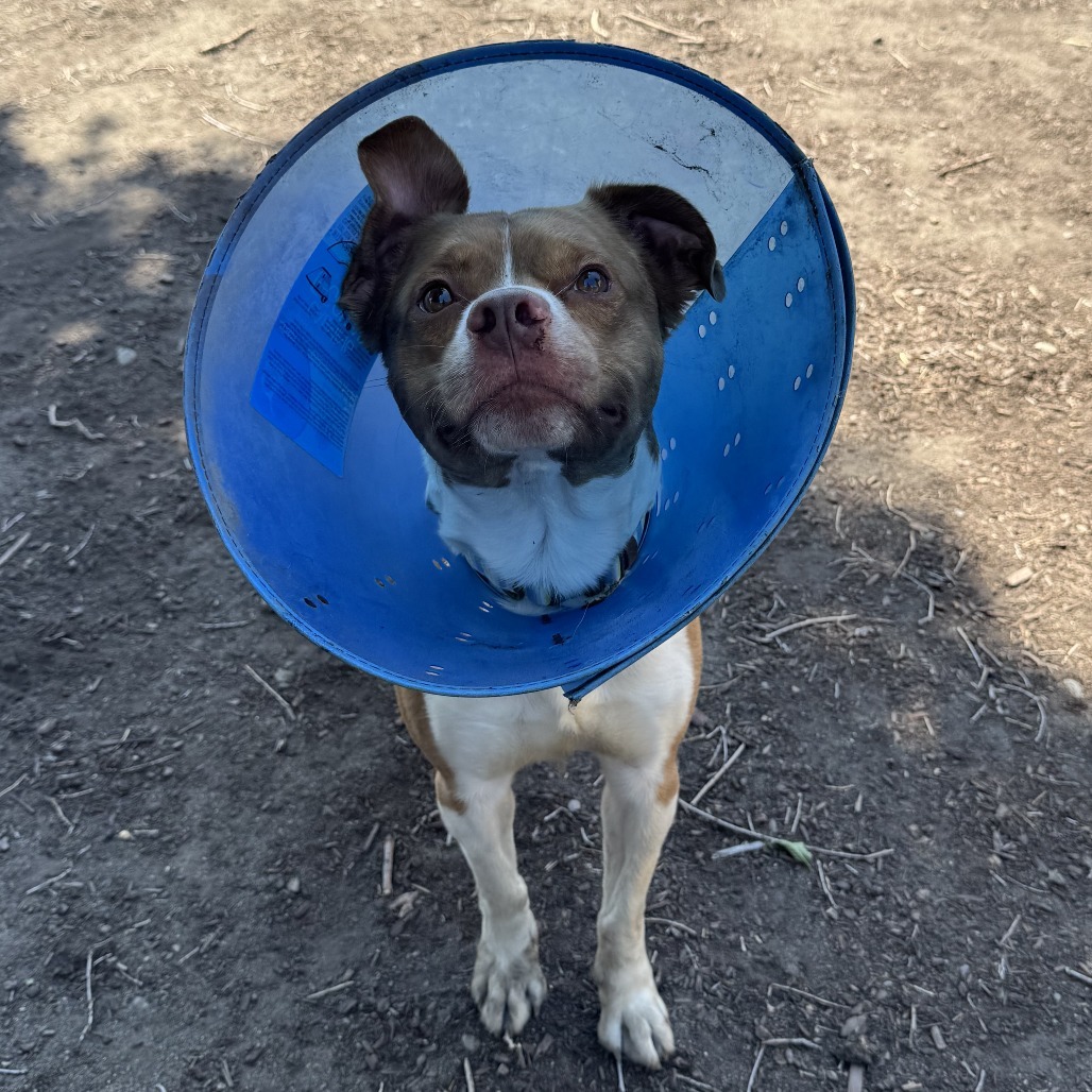 Blue, an adoptable Cattle Dog, Pit Bull Terrier in Spokane, WA, 99202 | Photo Image 3