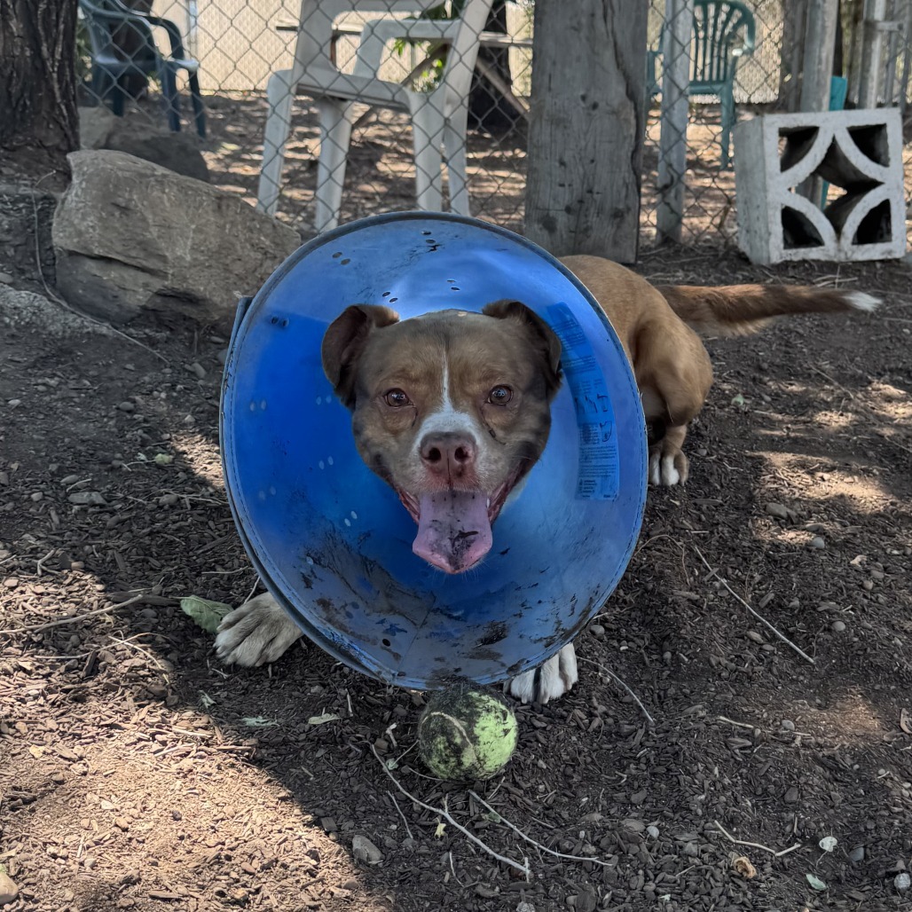 Blue, an adoptable Cattle Dog, Pit Bull Terrier in Spokane, WA, 99202 | Photo Image 4