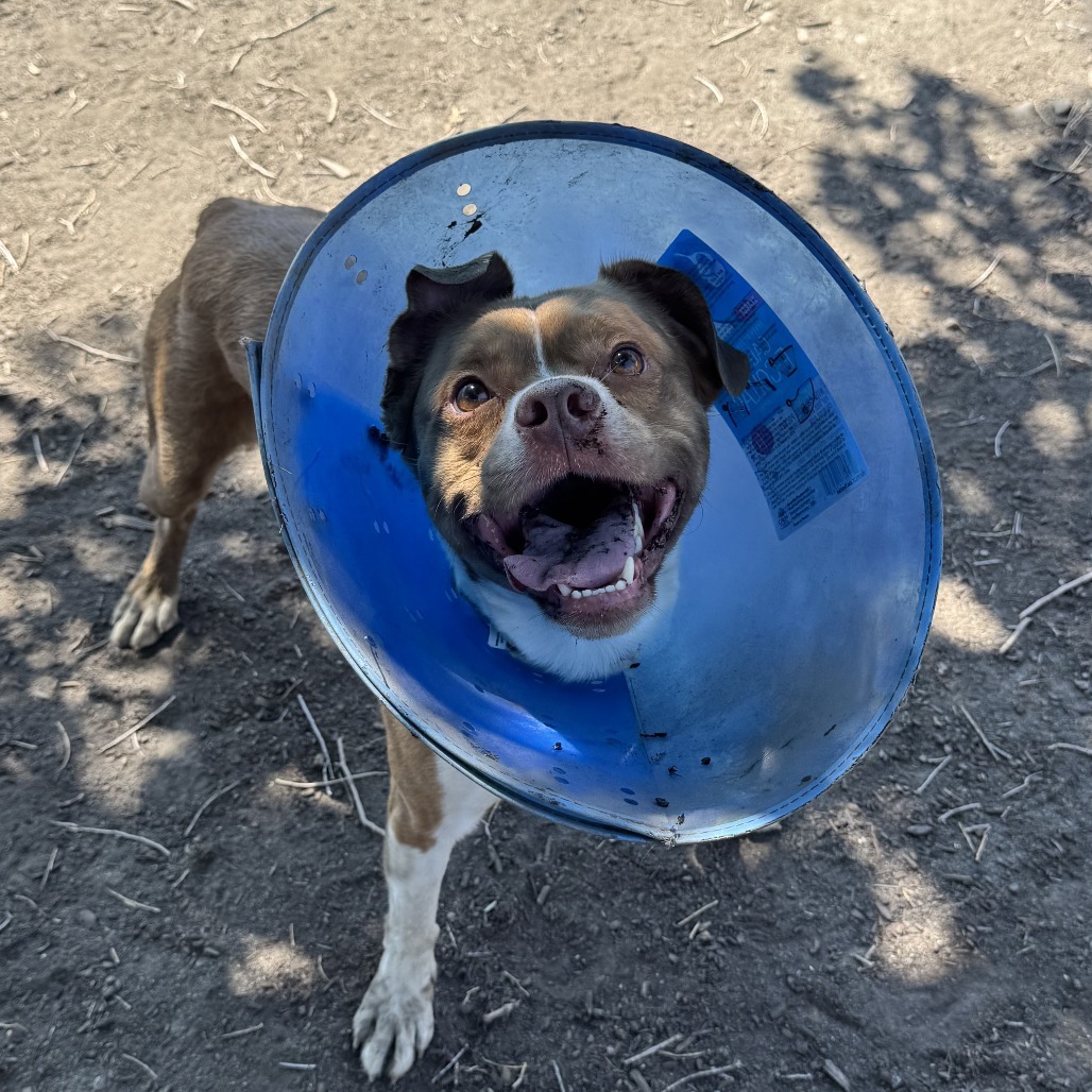 Blue, an adoptable Cattle Dog, Pit Bull Terrier in Spokane, WA, 99202 | Photo Image 4