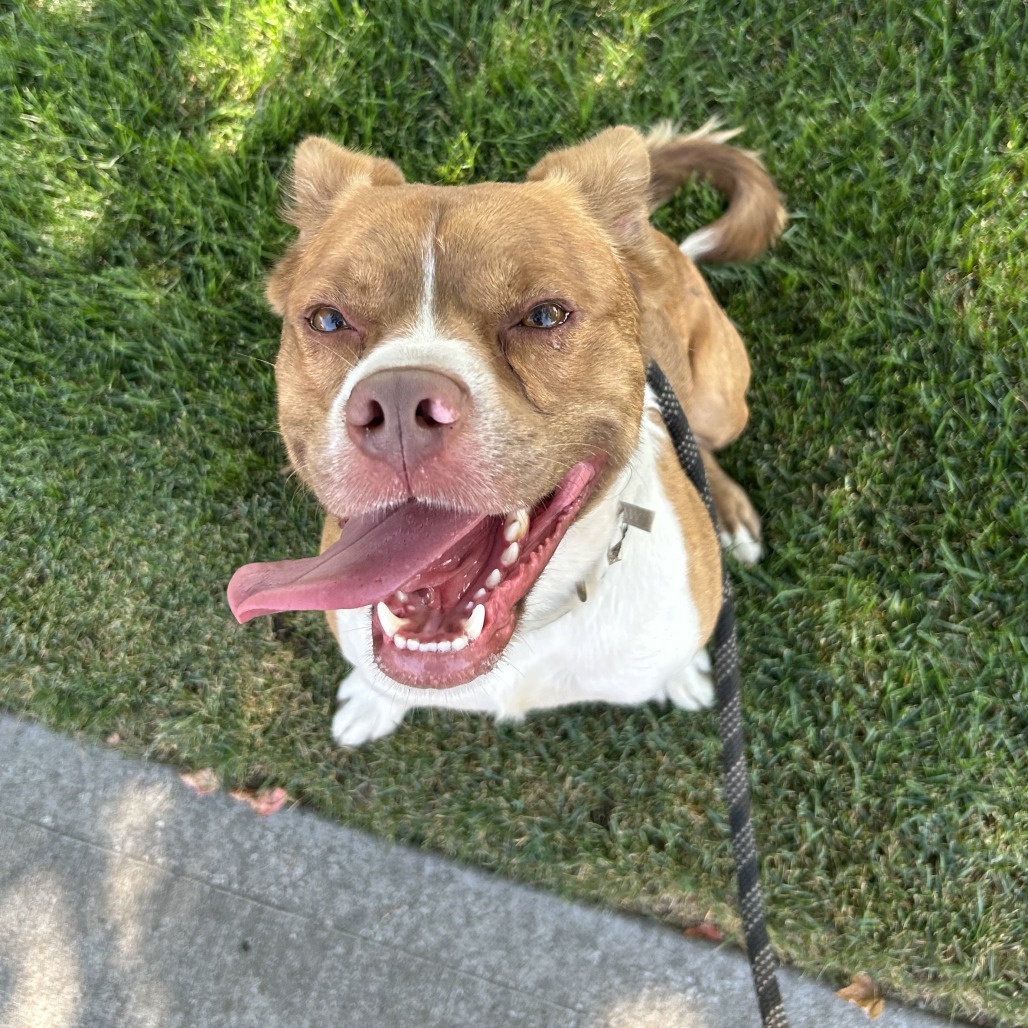 Blue, an adoptable Cattle Dog, Pit Bull Terrier in Spokane, WA, 99202 | Photo Image 6