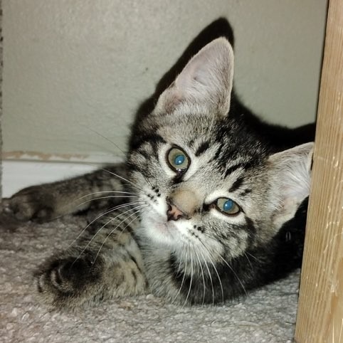 Paprika, an adoptable Domestic Short Hair in Spokane, WA, 99202 | Photo Image 1