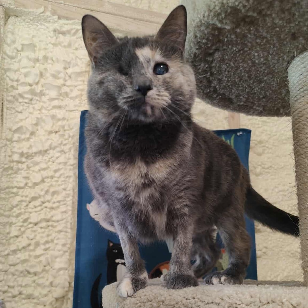 Misty, an adoptable Domestic Short Hair in Park Falls, WI, 54552 | Photo Image 3
