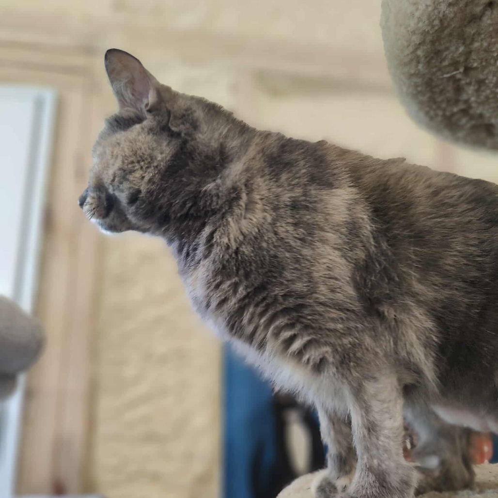 Misty, an adoptable Domestic Short Hair in Park Falls, WI, 54552 | Photo Image 4