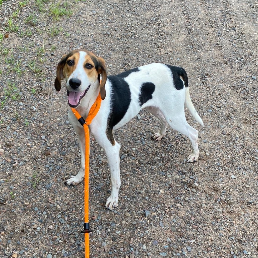 Clara, an adoptable Treeing Walker Coonhound in Park Falls, WI, 54552 | Photo Image 1