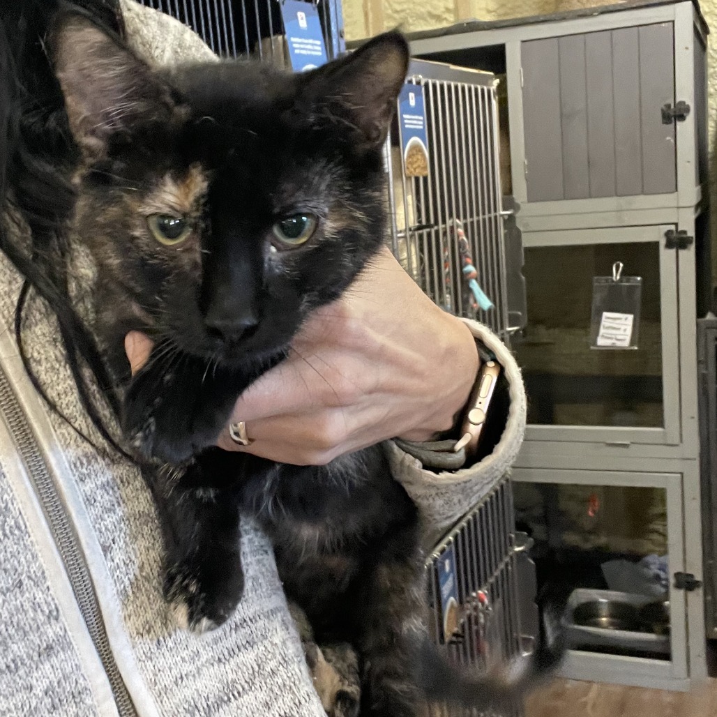 Viola, an adoptable Domestic Short Hair in Park Falls, WI, 54552 | Photo Image 1