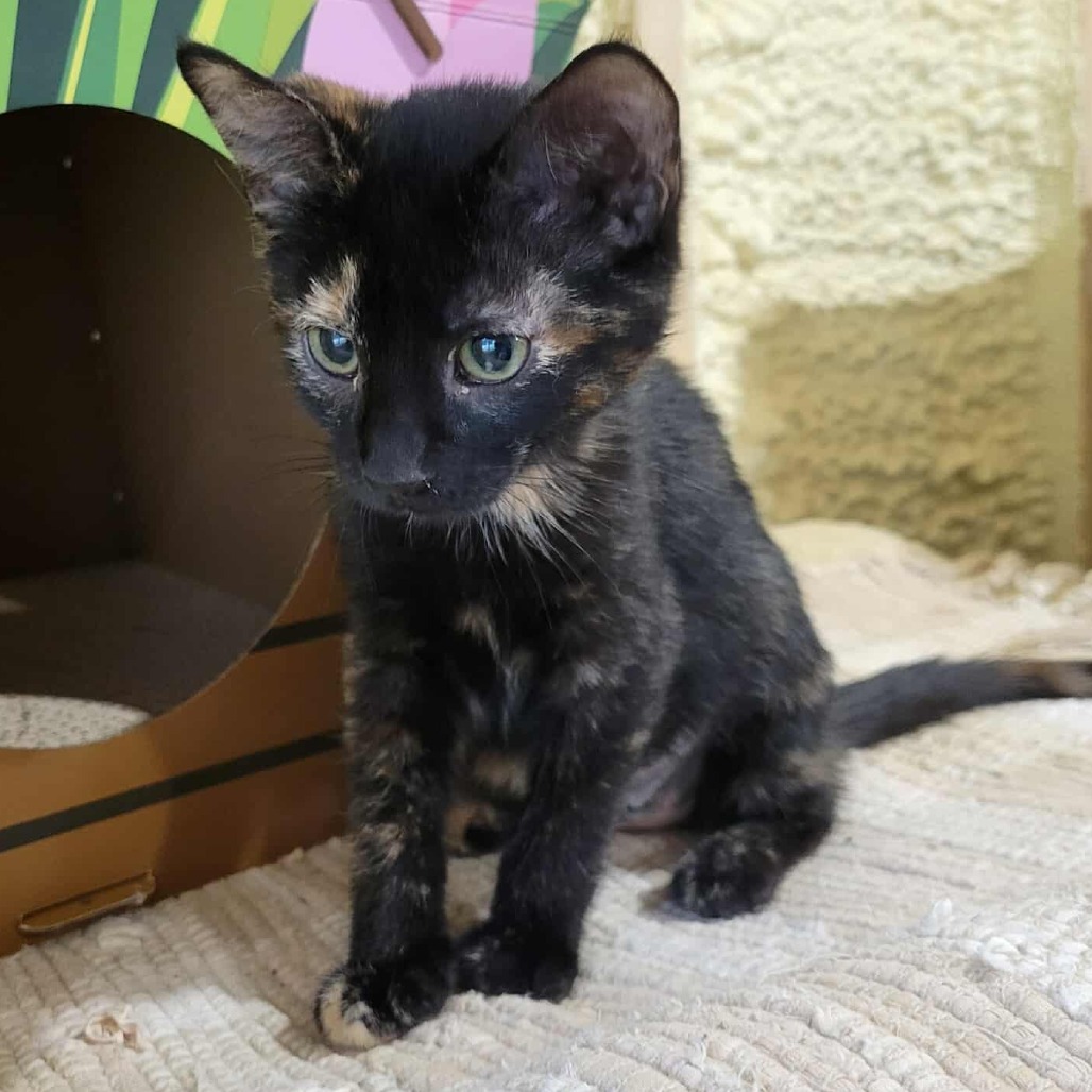 Viola, an adoptable Domestic Short Hair in Park Falls, WI, 54552 | Photo Image 2