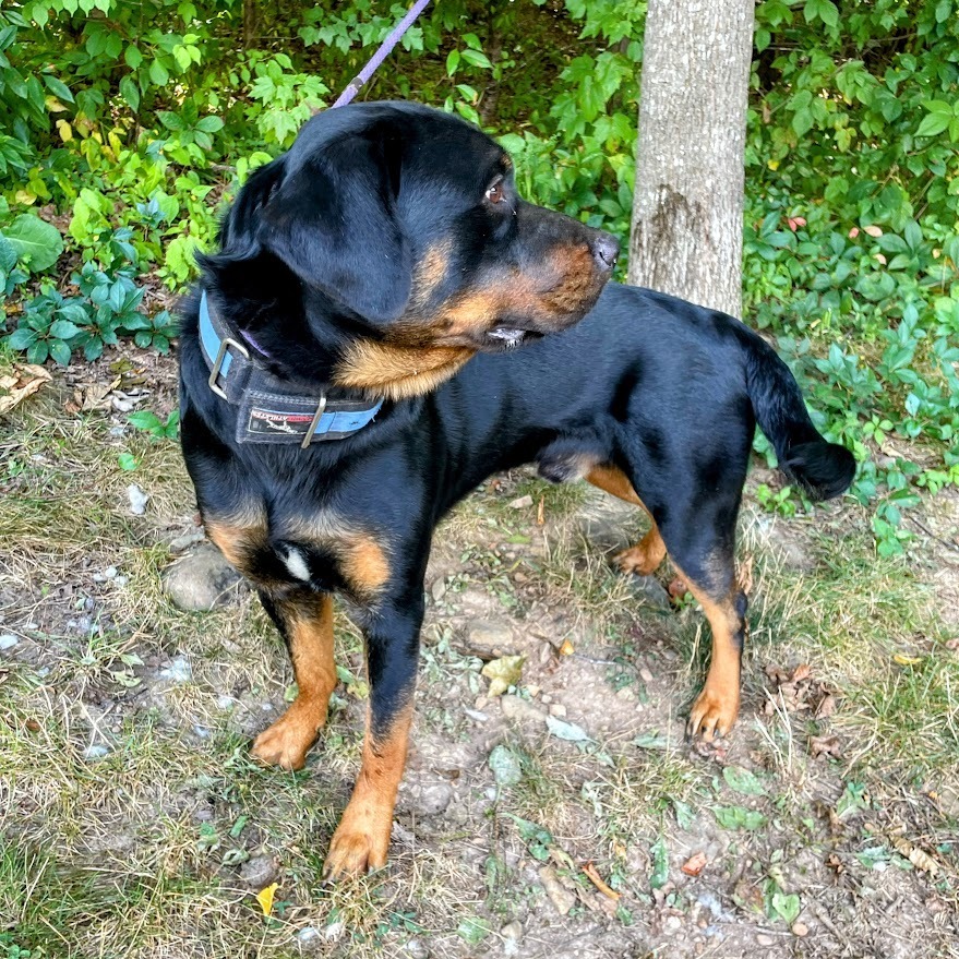 Ari