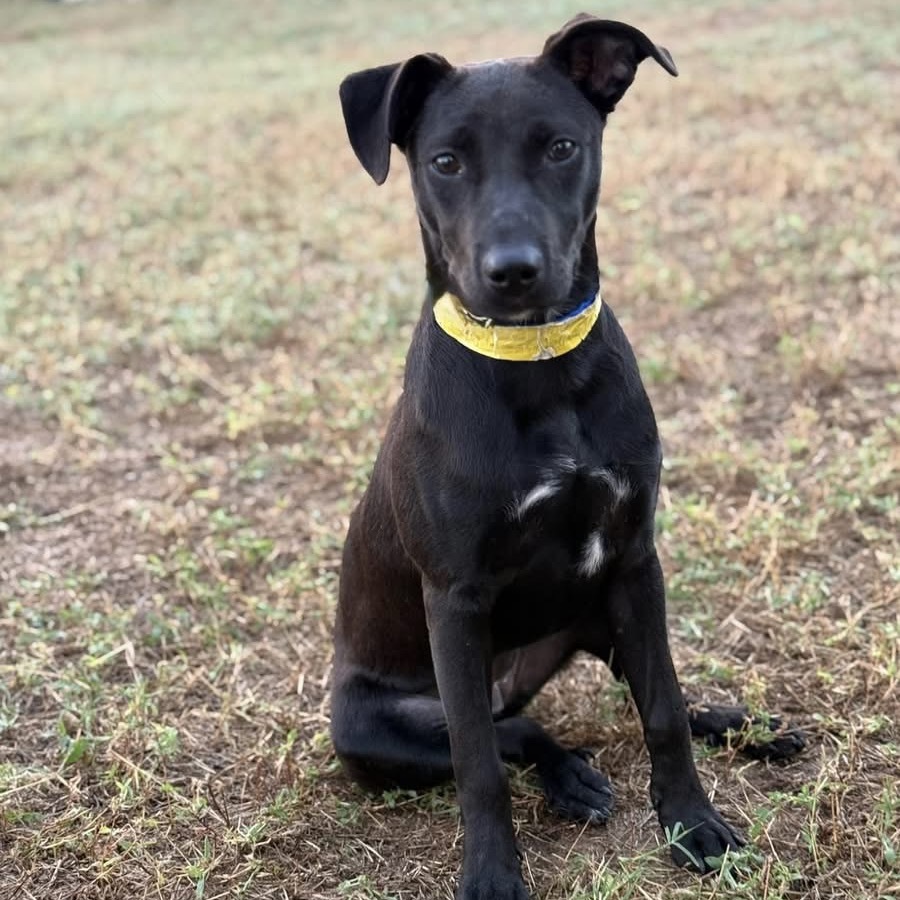 Luna - Jenna Litter 7