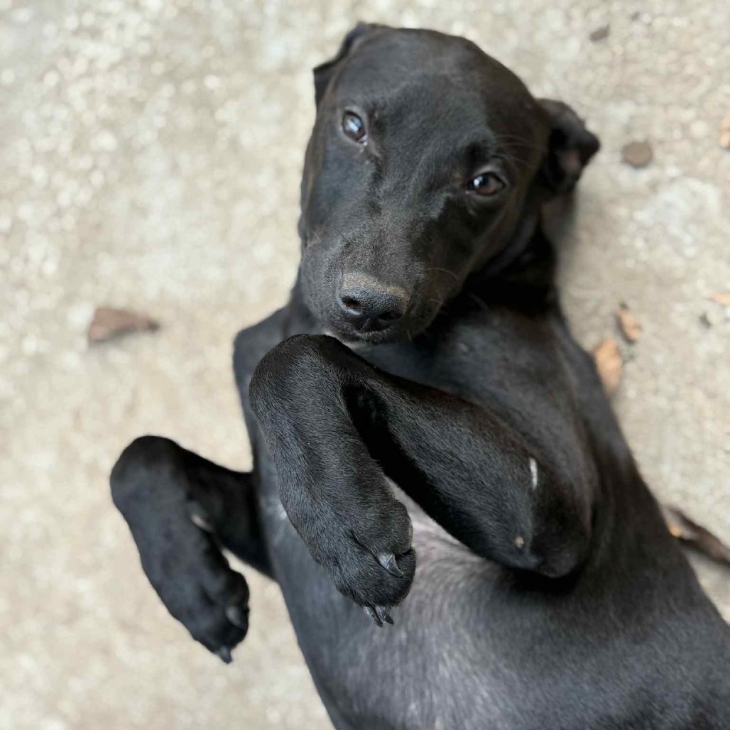 Luna - Jenna Litter 7