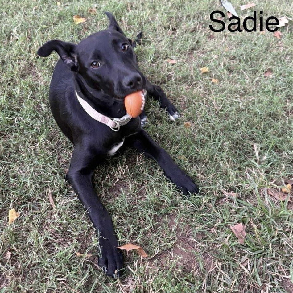 Sadie (fka Sugar) - Jenna Litter 5