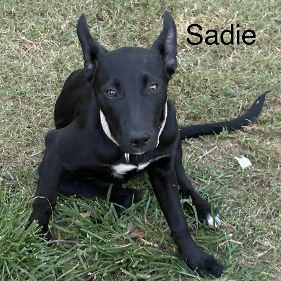 Sadie (fka Sugar) - Jenna Litter 5