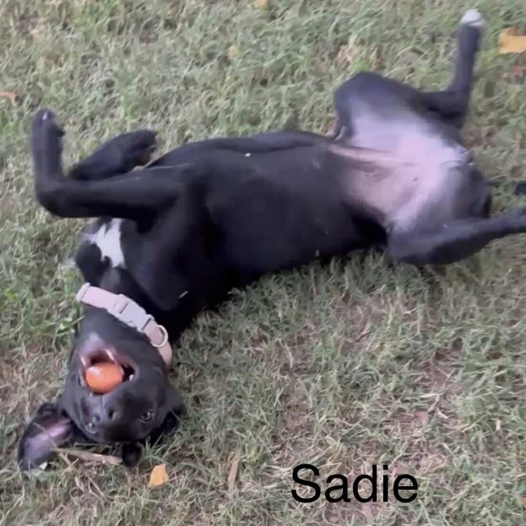 Sadie (fka Sugar) - Jenna Litter 5