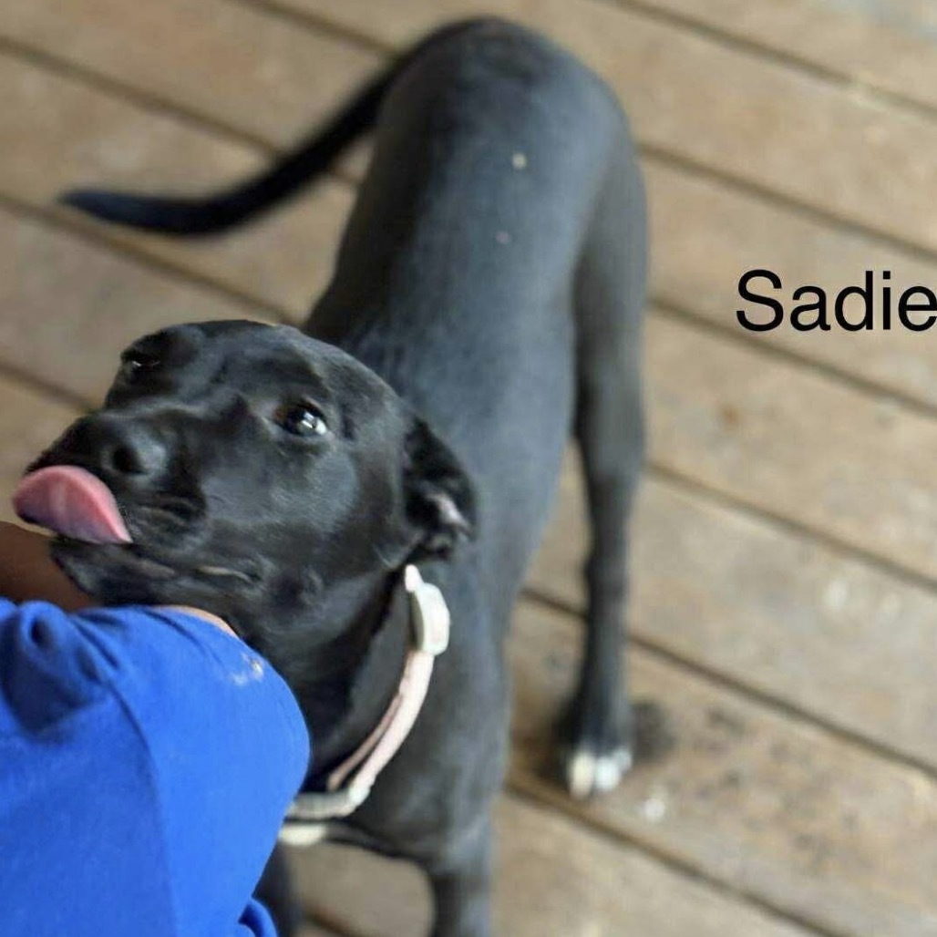 Sadie (fka Sugar) - Jenna Litter 5