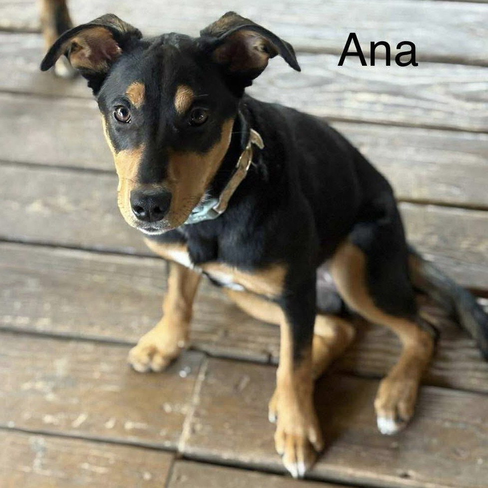 Ana - Jenna Litter 3