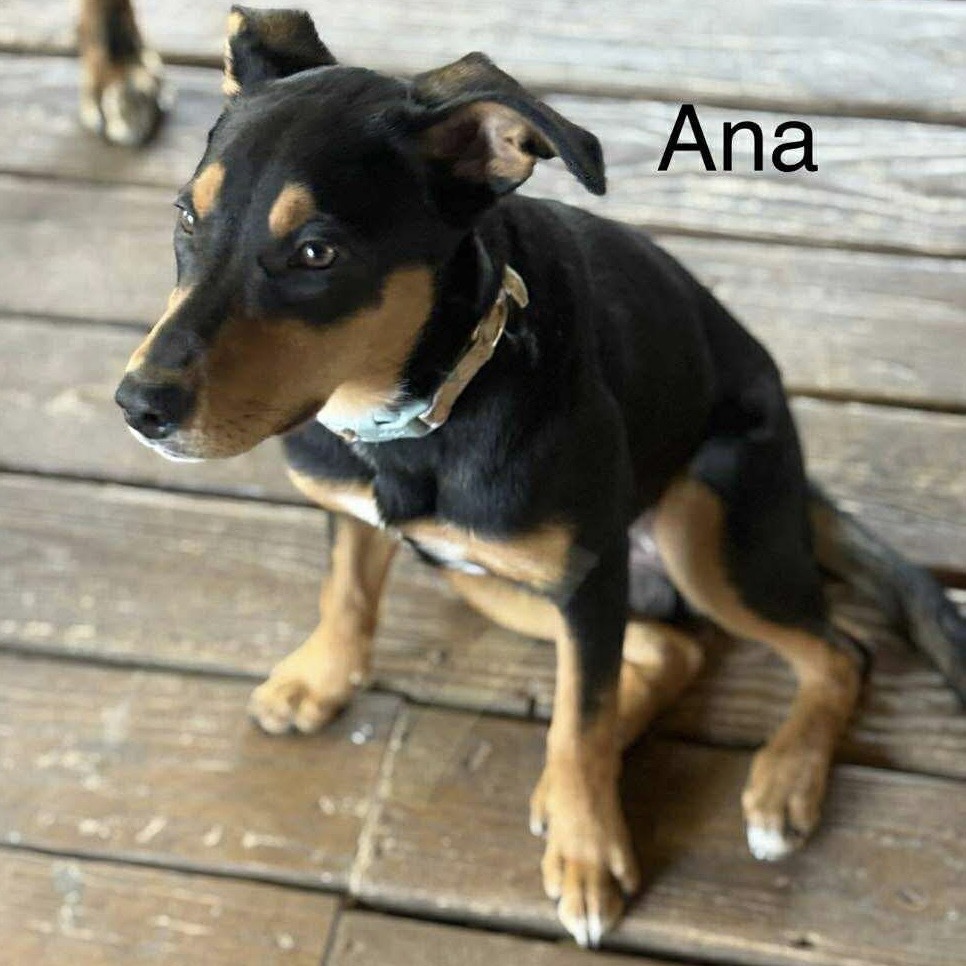 Ana - Jenna Litter 3