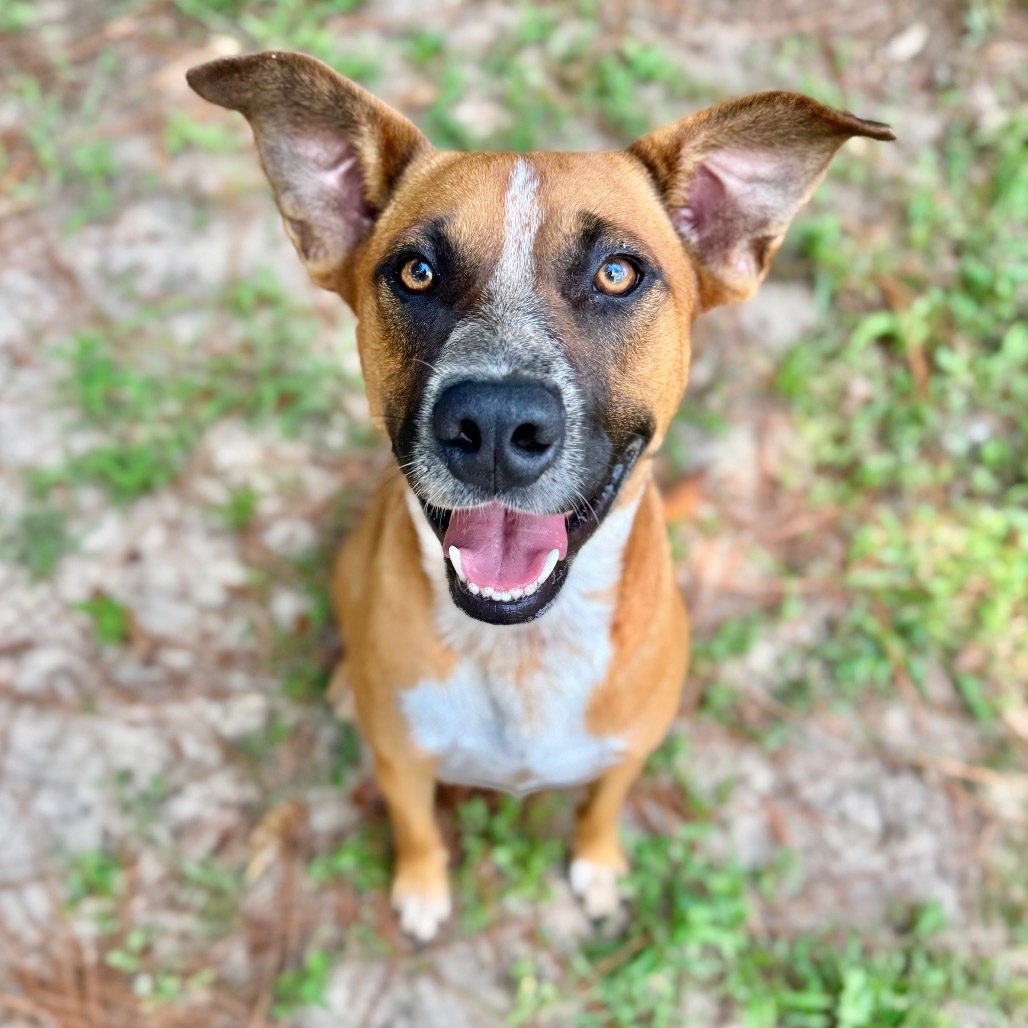 Ringo