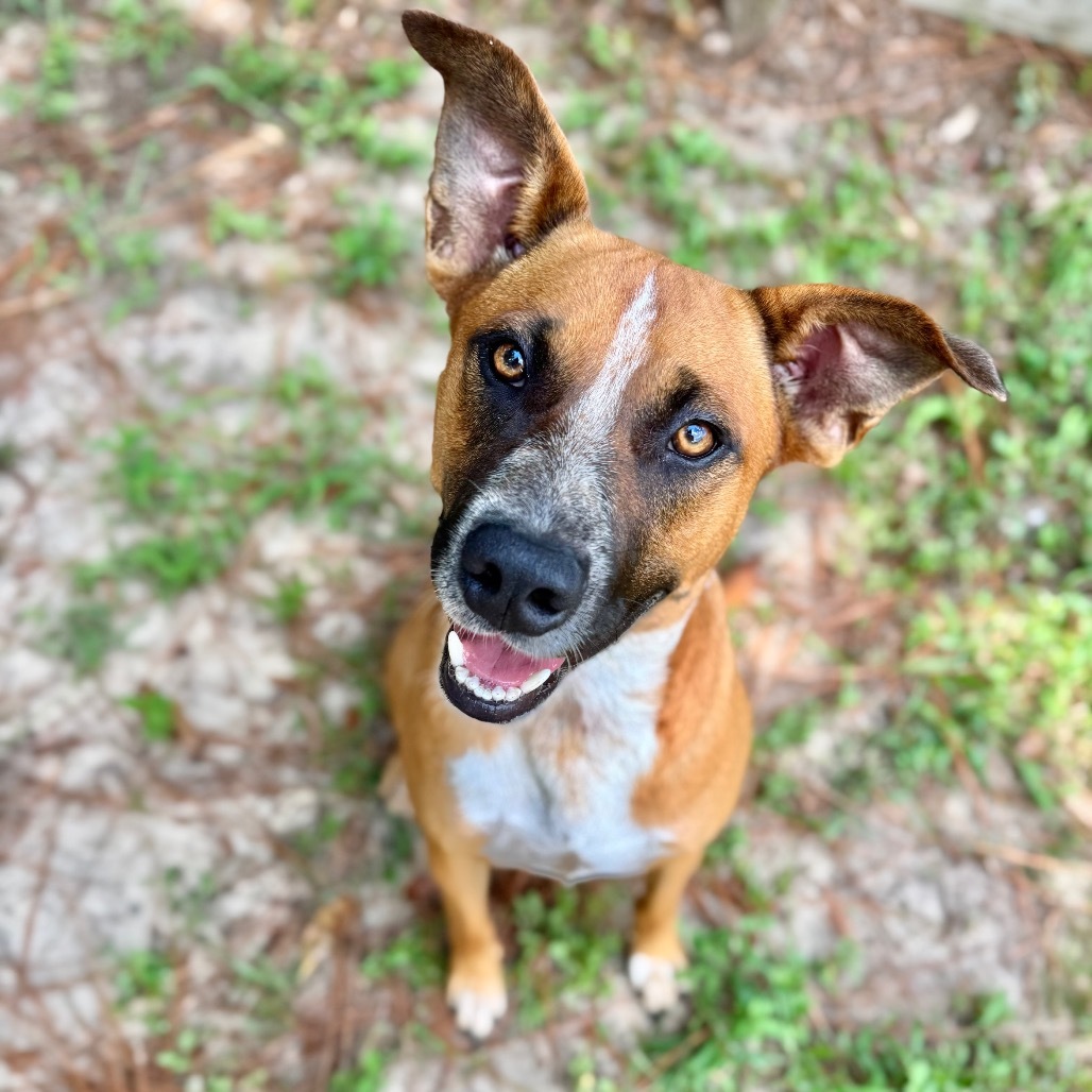 Ringo